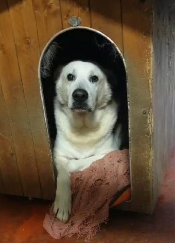 Biancone 9Anni Non Ce La Fa Più!! Lecco Sos