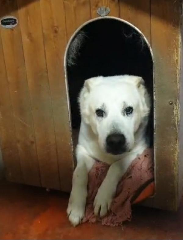 Biancone 9anni non ce la fa più!! LECCO SOS Foto 2