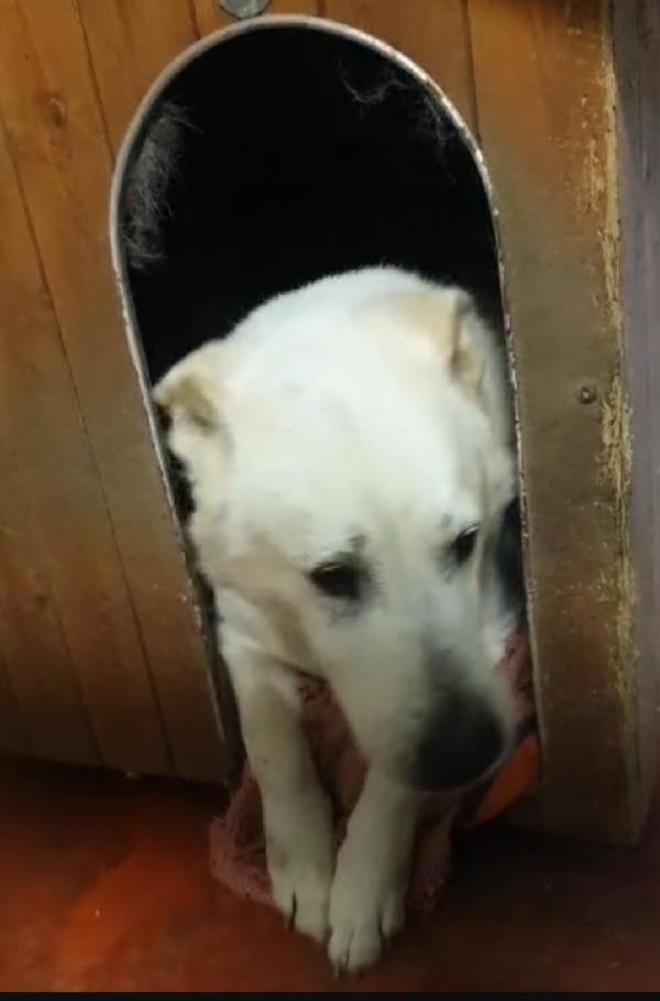 Biancone 9anni non ce la fa più!! LECCO SOS Foto 4