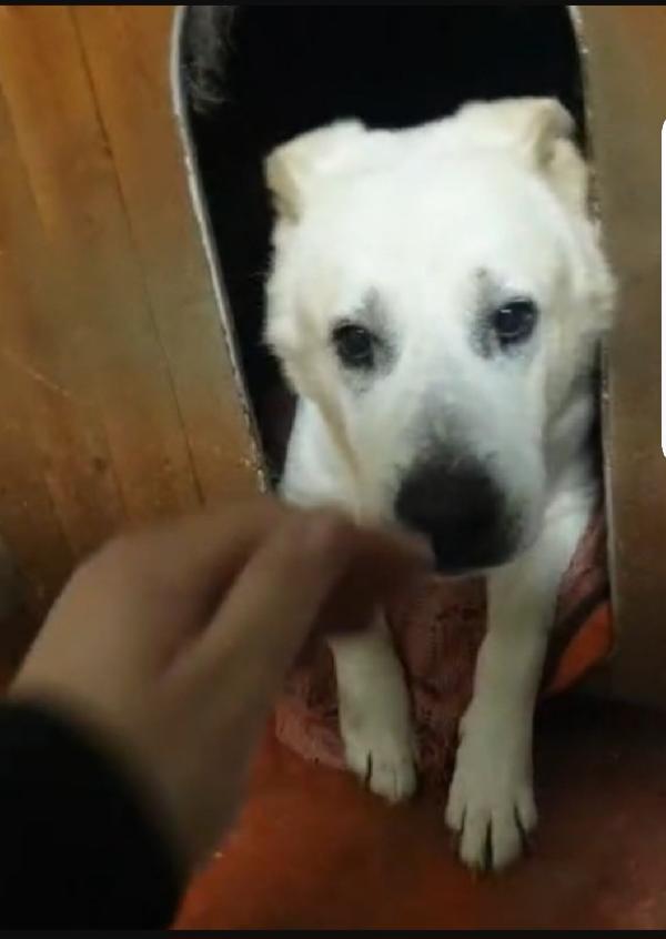 Biancone 9anni non ce la fa più!! LECCO SOS Foto 5