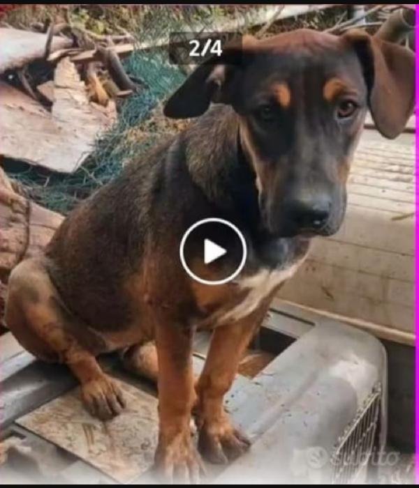 Albertina Mix Lupetta 4Anni Cresce In Rifugio.catania