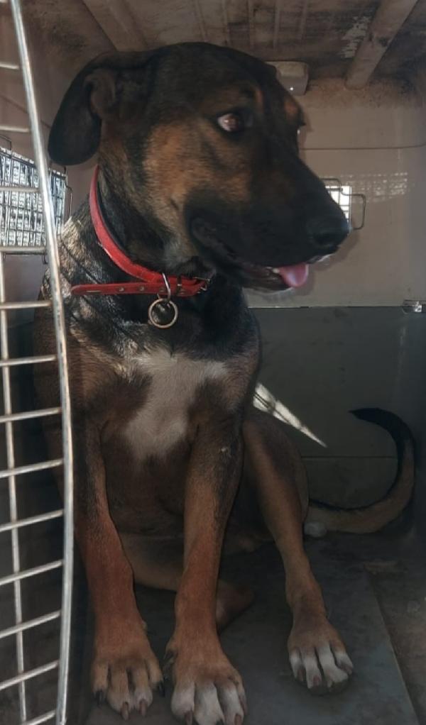 Albertina mix lupetta 4anni cresce in rifugio.CATANIA Foto 2