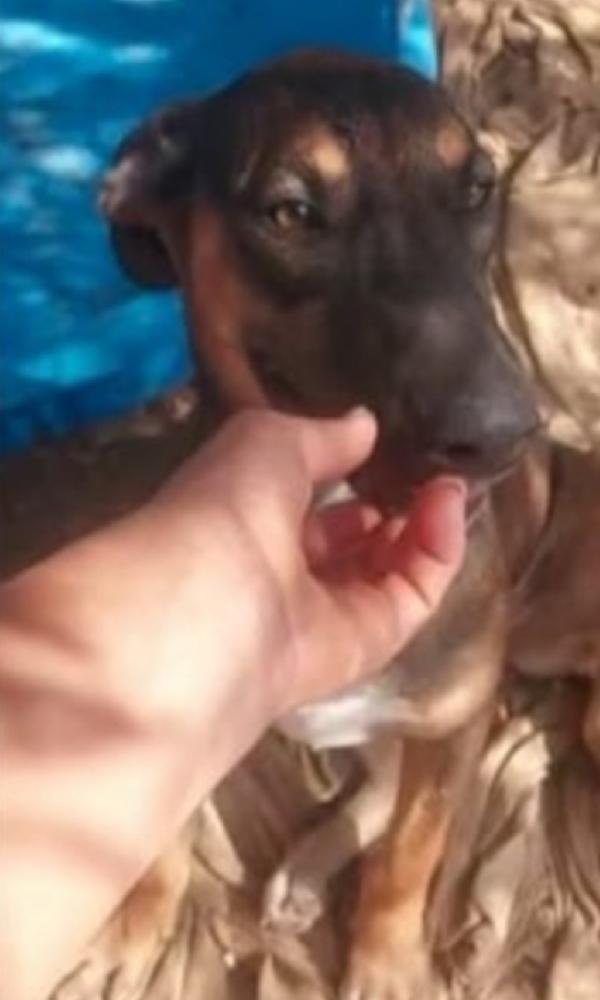 Albertina mix lupetta 4anni cresce in rifugio.CATANIA Foto 3