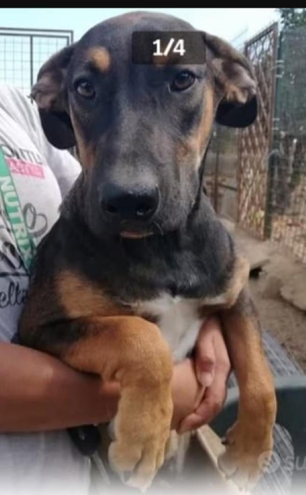 Albertina mix lupetta 4anni cresce in rifugio.CATANIA Foto 4