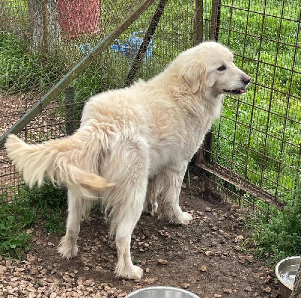 Starsky Splendido Cagnolone