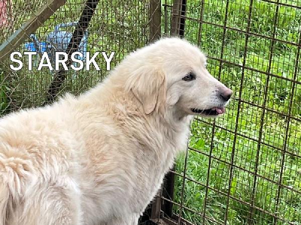 Starsky splendido cagnolone Foto 2