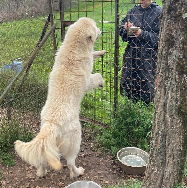 Starsky splendido cagnolone Foto 3