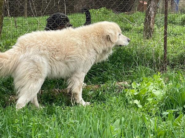 Starsky splendido cagnolone Foto 4