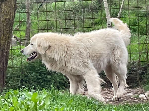 Starsky splendido cagnolone Foto 5