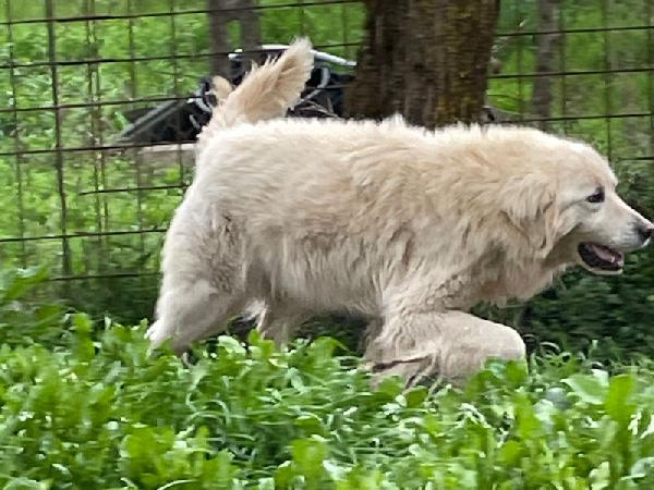 Starsky splendido cagnolone Foto 6