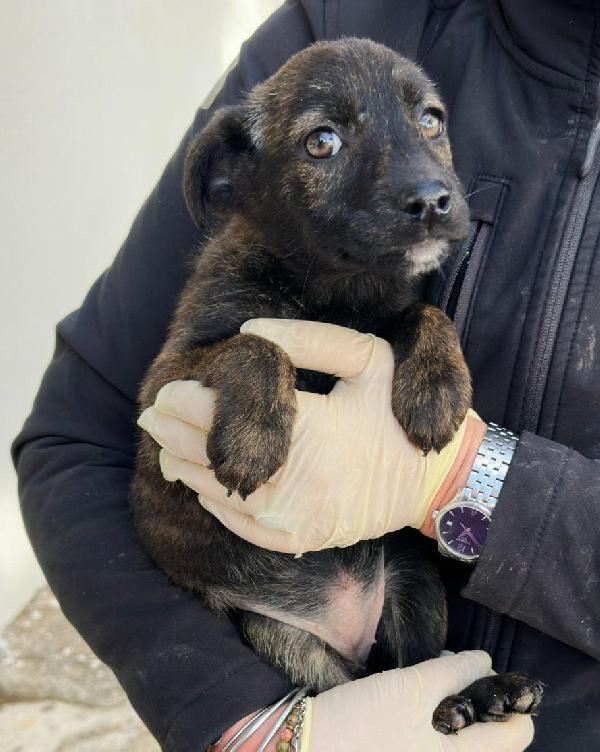 Margot...una cucciolina mervaigliosa Foto 4