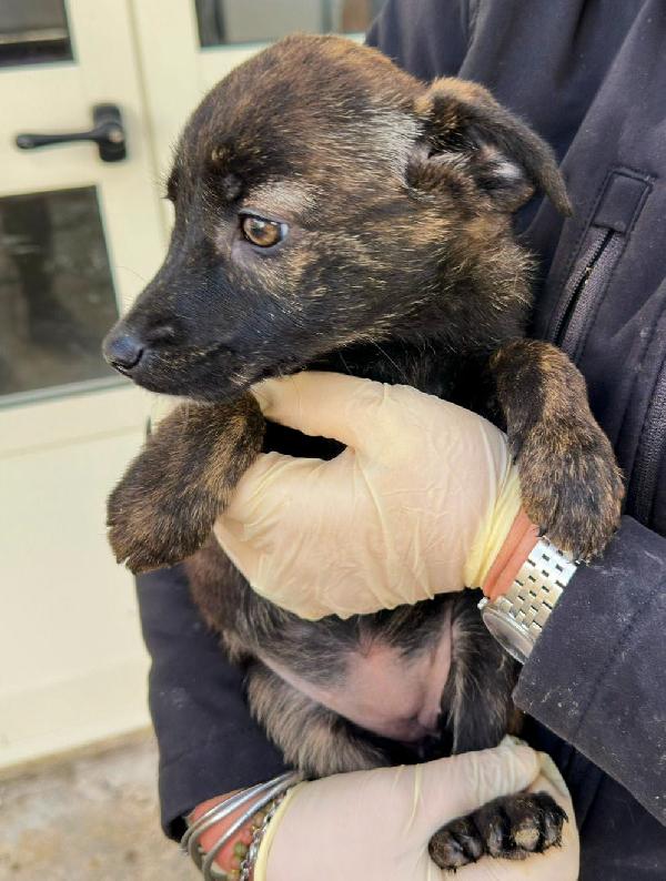 Margot...una cucciolina mervaigliosa Foto 5