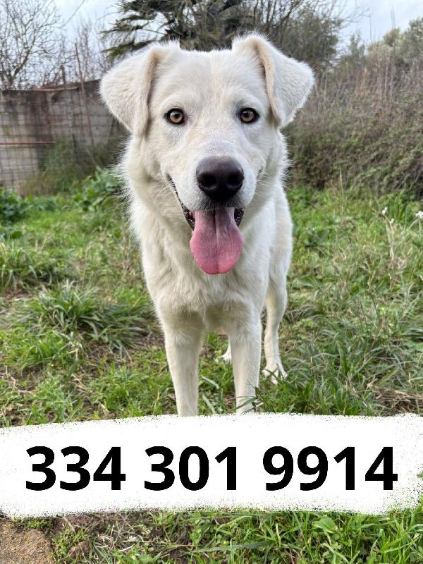 Guè, un cucciolone Foto 2