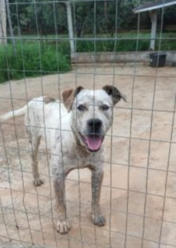 Fluck Molossimo Splendido Dal Giardino Al Canile.sud