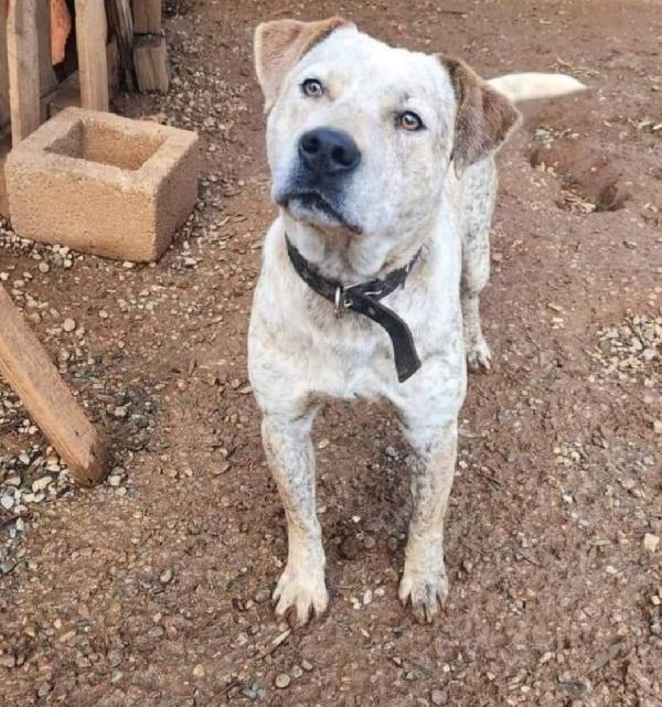 Fluck molossimo splendido dal giardino al canile.SUD Foto 2