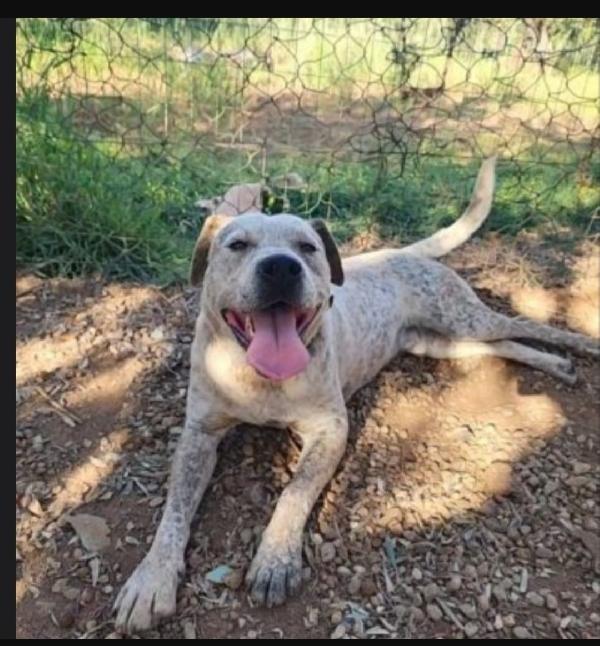 Fluck molossimo splendido dal giardino al canile.SUD Foto 3