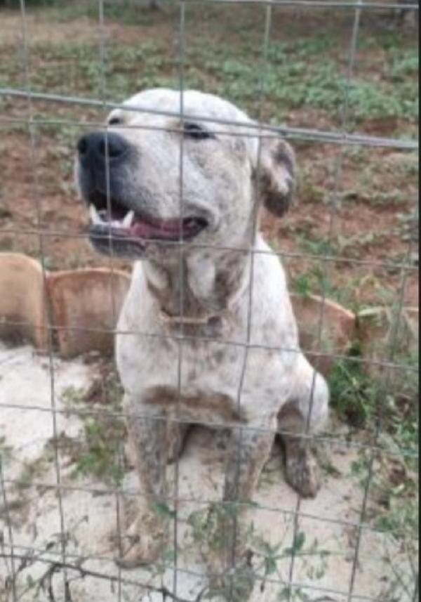 Fluck molossimo splendido dal giardino al canile.SUD Foto 4