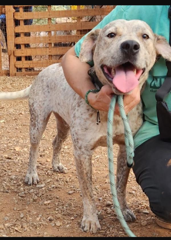 Fluck molossimo splendido dal giardino al canile.SUD Foto 6