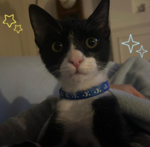 Felix gattino  Foto 2