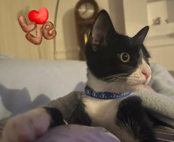 Felix gattino  Foto 3