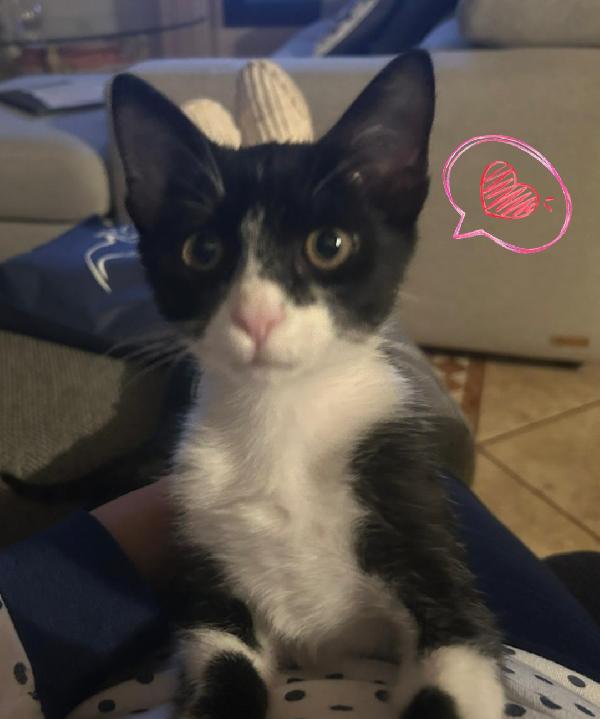 Felix gattino  Foto 4