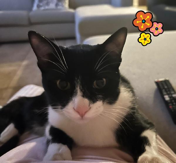 Felix gattino  Foto 5