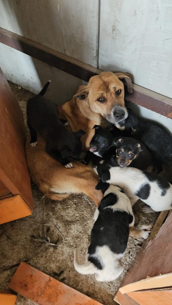 Peppina Splendida Giovane Cagnolina Cerca Casa 