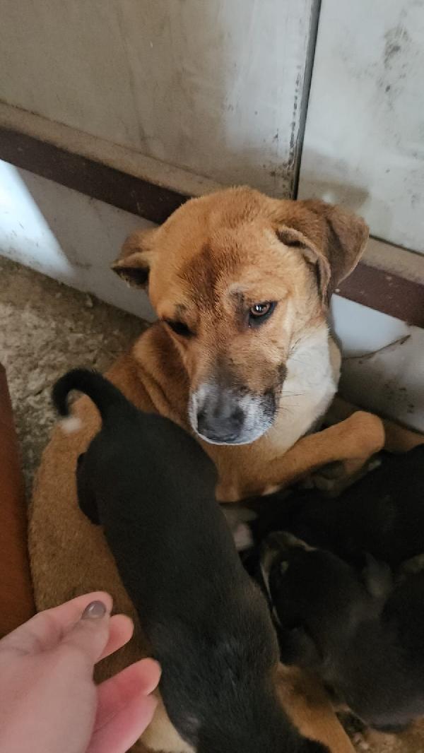 Peppina splendida giovane cagnolina cerca casa  Foto 2
