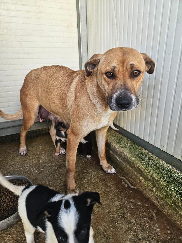 Peppina splendida giovane cagnolina cerca casa  Foto 3