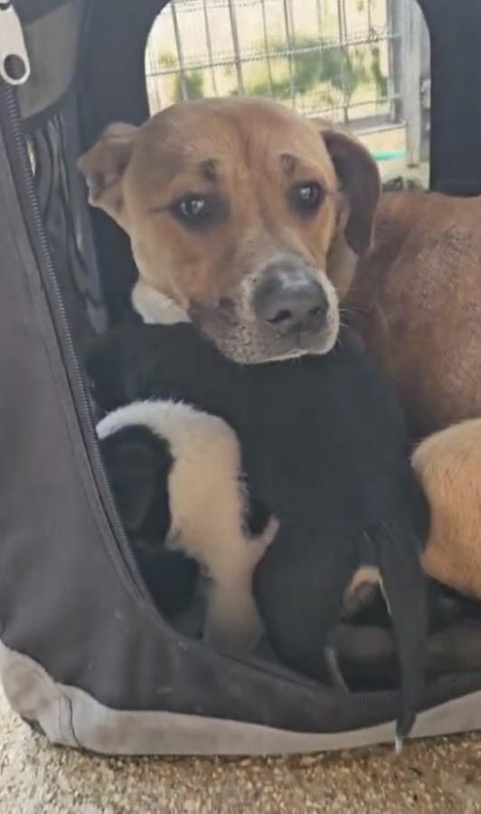 Peppina splendida giovane cagnolina cerca casa  Foto 4