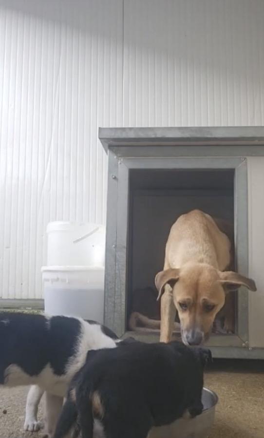 Peppina splendida giovane cagnolina cerca casa  Foto 5