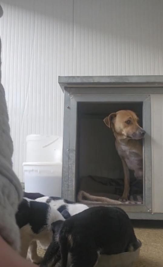 Peppina splendida giovane cagnolina cerca casa  Foto 7