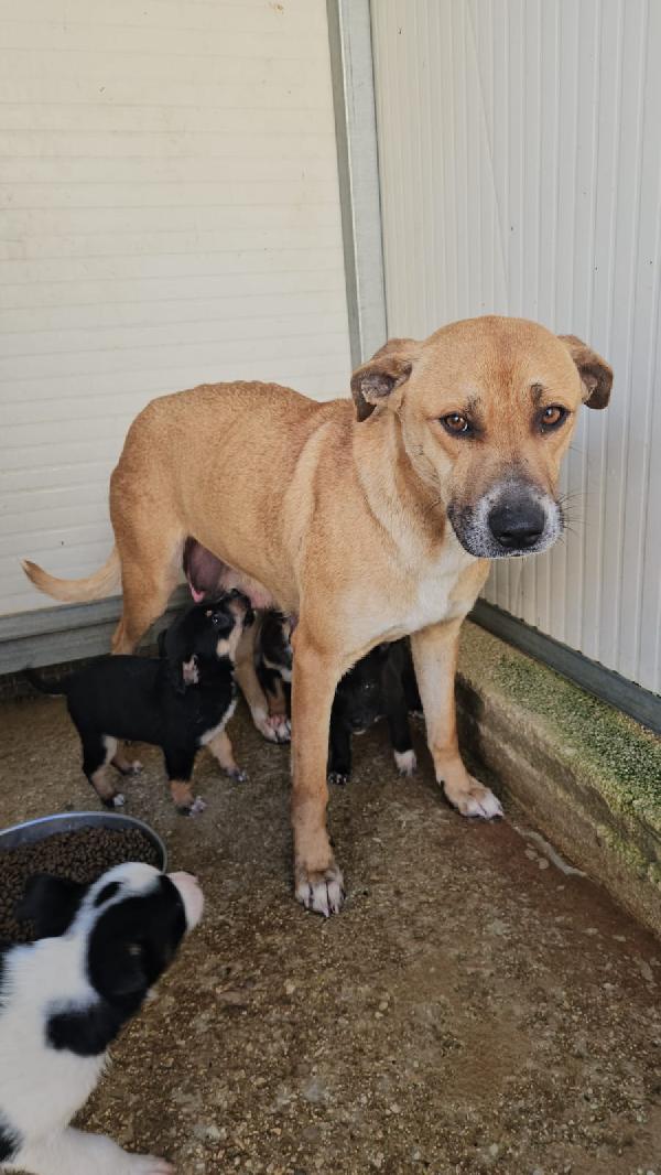 Peppina: Dolce Mammina Socievole 