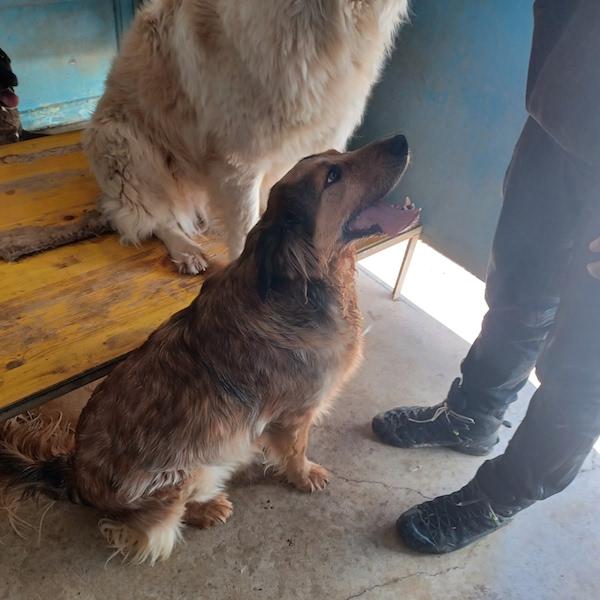 Ben buono e socievole Foto 2