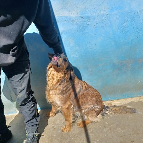 Ben buono e socievole Foto 3