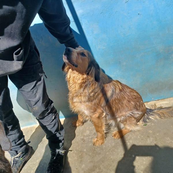 Ben buono e socievole Foto 4