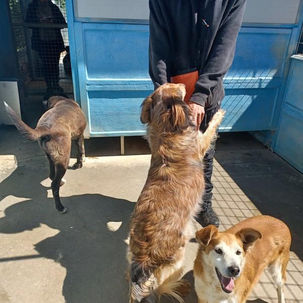 Ben buono e socievole Foto 5