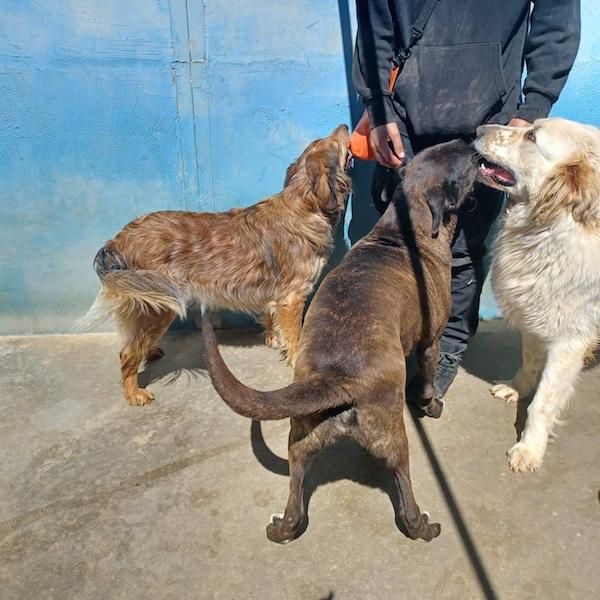 Ben buono e socievole Foto 6