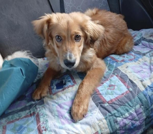 Drupy Dolcissimo Cucciolo Che Vive In Un Gabbione 