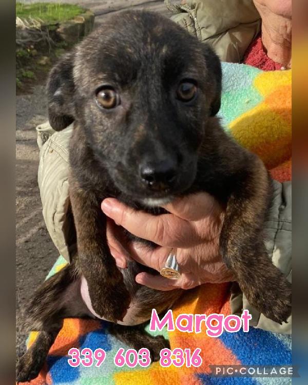 Margot...una Cucciola In Cerca D' Amore
