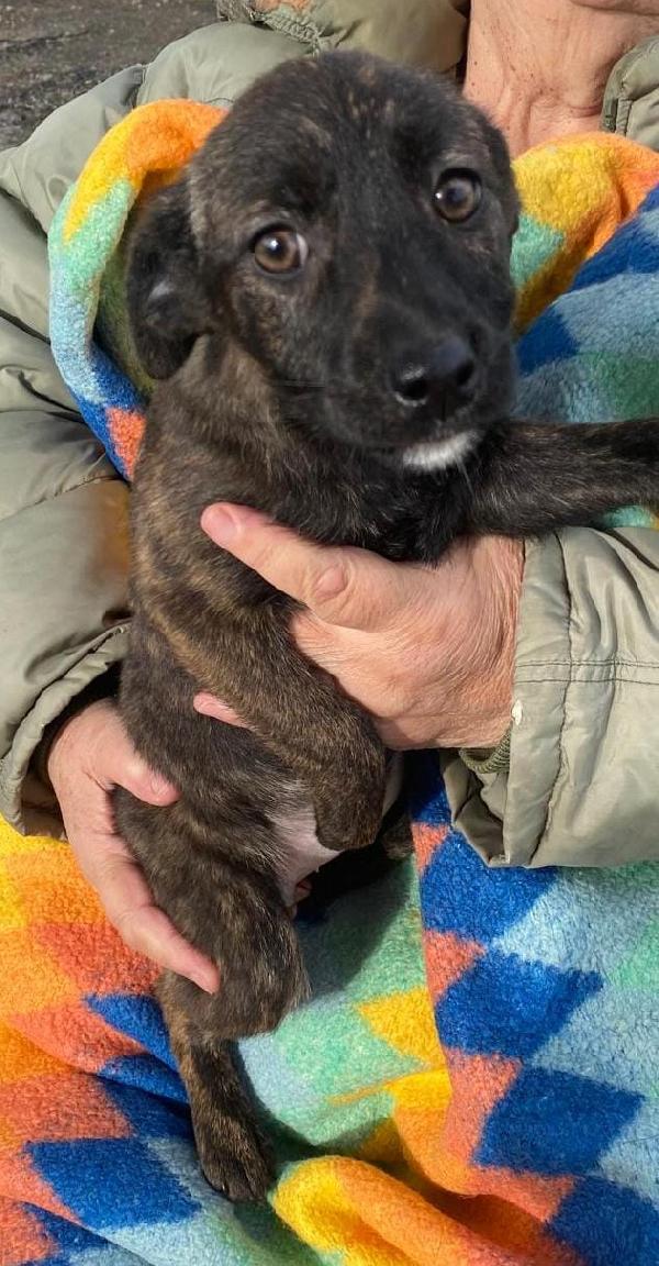 Margot...una cucciola in cerca d' amore Foto 2