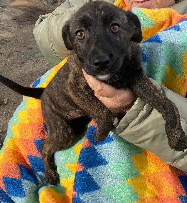 Margot...una cucciola in cerca d' amore Foto 3