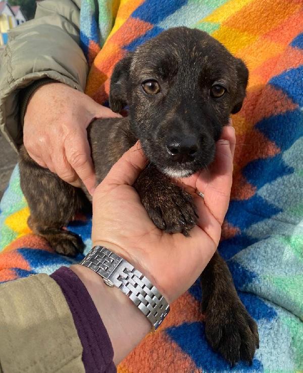 Margot...una cucciola in cerca d' amore Foto 5