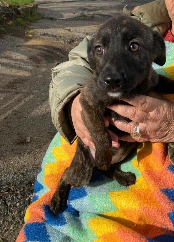 Margot...una cucciola in cerca d' amore Foto 7