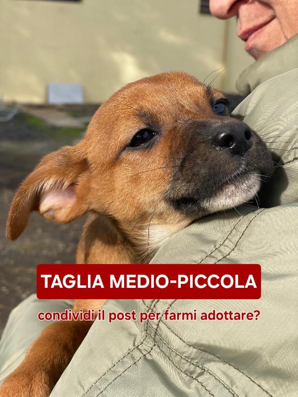 Ballerina, La Amerete