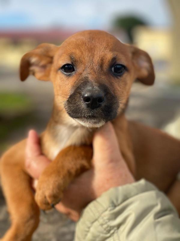 Ballerina, la amerete Foto 3