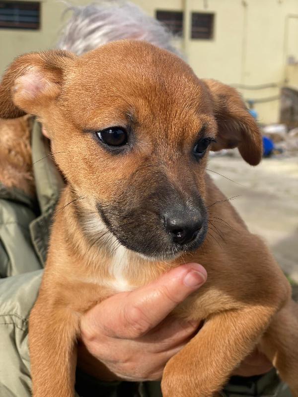 Ballerina, la amerete Foto 5