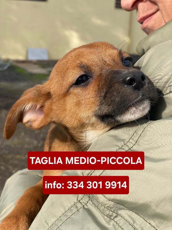 Ballerina, la amerete Foto 8