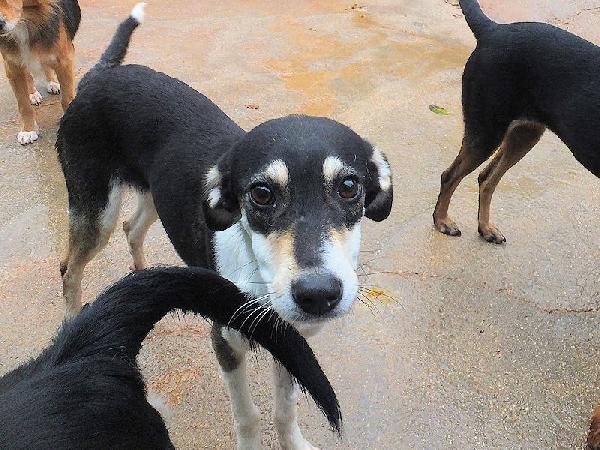 Licia delicata e tranquilla Foto 3