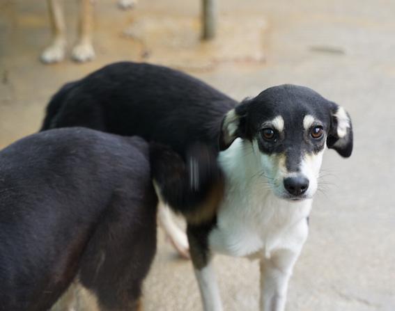 Licia delicata e tranquilla Foto 4